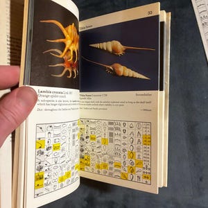 Shells: a collector's color guide by J. & R. Senders 1984 First Edition First Printing Very Good/Good Hardcover image 4
