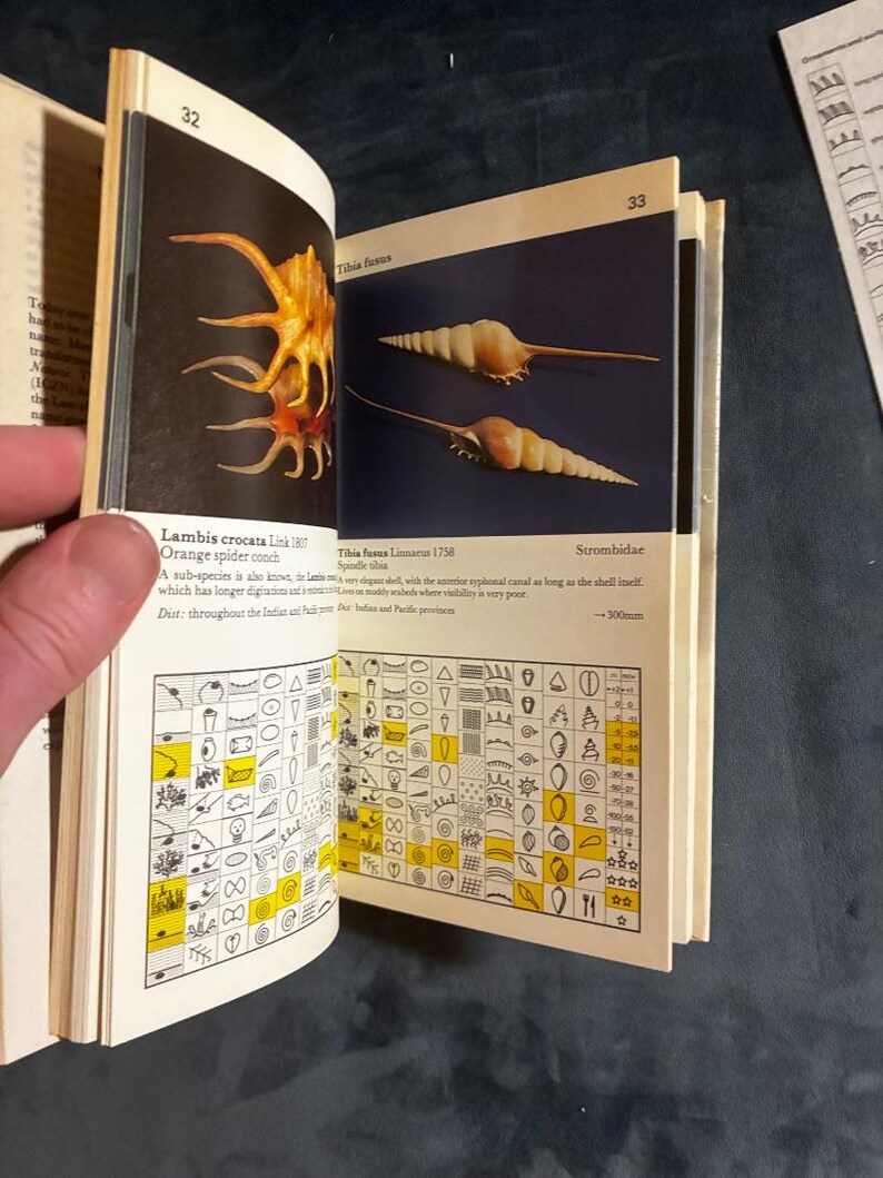 Shells: a collector's color guide by J. & R. Senders 1984 First Edition First Printing Very Good/Good Hardcover image 4