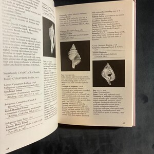 Guida da campo alle conchiglie della costa del Texas di Jean Andrews 1992 Prima edizione Prima stampa Quasi perfetto Copertina rigida immagine 6