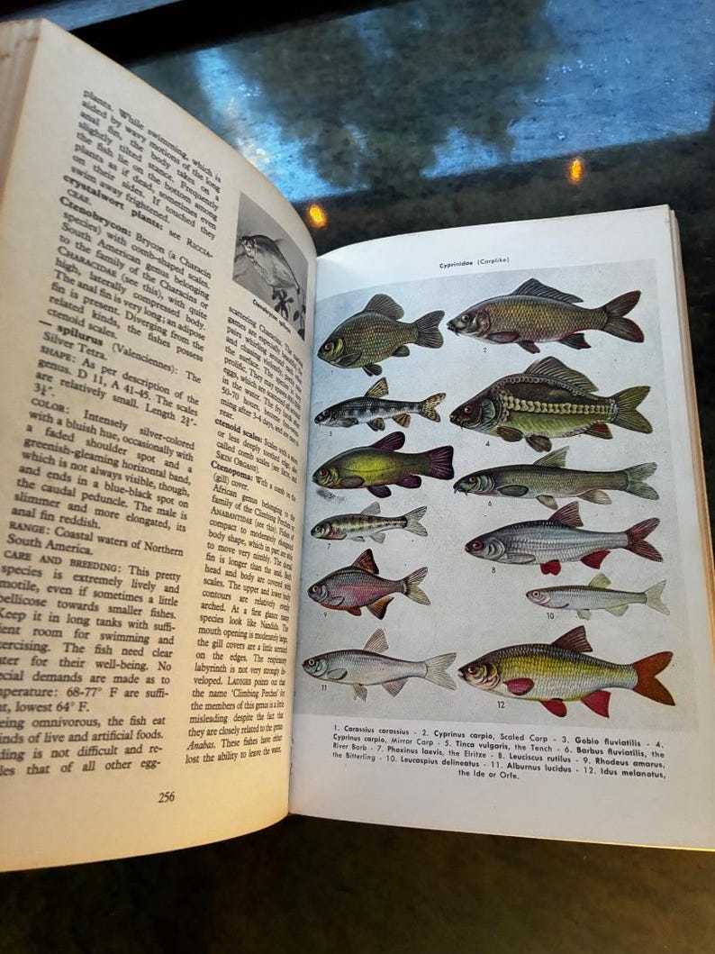 Illustrated Dictionary of Tropical Fishes by Hans Frey T.F.H. Publications, Jersey City, N.J. Edition Very Good/No jacket Hardcover image 3