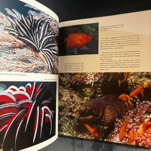 Coral Kingdoms by Carl Roessler 1990 Abradale Press / Harry N. Abrams Edition Very Good/Very Good Hardcover image 7