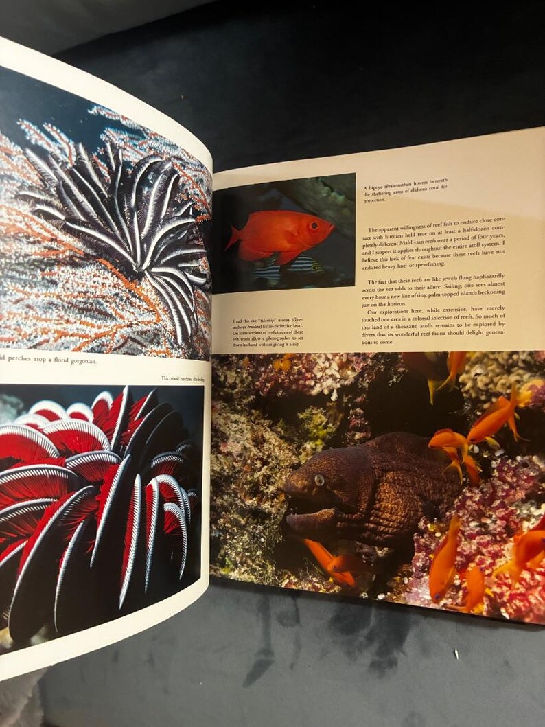 Coral Kingdoms by Carl Roessler 1990 Abradale Press / Harry N. Abrams Edition Very Good/Very Good Hardcover image 7