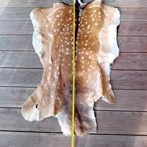 Large fallow deer skin hide pelt area rug carpet taxidermy natural real sourced from legitimate hunting senson in Europe.
