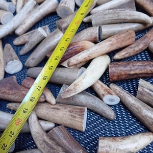 Peut inclure: Une collection de morceaux de bois de cerf assortis dans diverses nuances de brun, de beige et de crème, éparpillés sur une surface texturée sombre. Un mètre ruban jaune est placé en diagonale sur les bois, indiquant des mesures en centimètres.