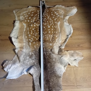 Pode incluir: Uma pele de gamo com pelagem manchada em tons bege e branco, apresentando uma faixa castanha escura ao longo do centro. Uma fita métrica branca está colocada verticalmente no meio, mostrando um comprimento de cerca de 135 cm para a pele.