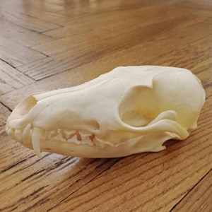 Komplett skalle av vild rödräv, alla uppsättningar tänder, huggtänder, under- och överkäke, studier, utbildning, anatomi, skelett, naturvetenskap, taxidermi.
