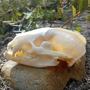 Può includere: Una vista di profilo di un cranio animale color bianco sporco caratterizzato da un arco zigomatico prominente, un cranio arrotondato e denti visibili, tra cui un canino appuntito. La superficie dell'osso è liscia e pulita, con contorni naturali.