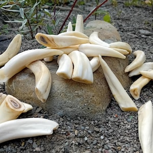 May include: A collection of off-white, curved animal teeth scattered across a smooth, rounded stone. The teeth vary in size and shape, featuring pointed tips and textured, worn surfaces with some showing darker, brownish centers at the base.