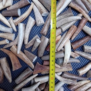 Könnte beinhalten: Eine Sammlung zahlreicher Hirschgeweihstücke in verschiedenen Braun-, Beige- und Cremetönen, verstreut auf einer dunkelblauen, strukturierten Oberfläche. Ein gelbes Maßband liegt vertikal in der Mitte und zeigt eine Länge von 26 cm an.