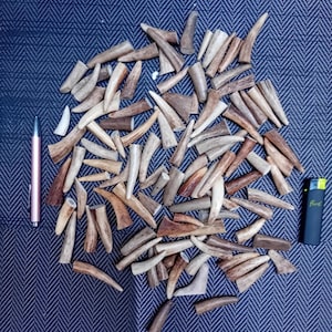 May include: A large collection of small, natural brown and tan deer antler tips scattered across a dark blue textured surface. A pink pen and a black lighter are placed on the left and right sides respectively to provide a sense of scale.