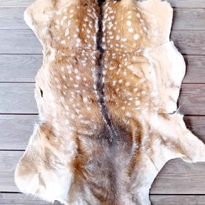 Large fallow deer skin hide pelt area rug carpet taxidermy natural real sourced from legitimate hunting senson in Europe.