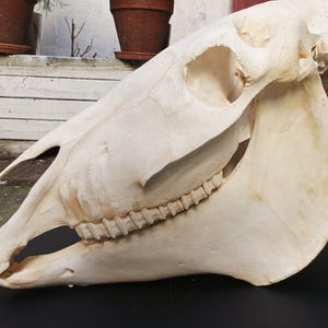 Può includere: Un grande cranio di cavallo color bianco sporco caratterizzato da un'orbita oculare prominente, una lunga cavità nasale e una fila completa di denti superiori. Il cranio è posizionato orizzontalmente con una matita verde sottile parallela alla mascella.