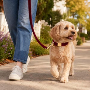 May include: A deep burgundy velvet dog collar with a gold-toned metal buckle and a matching velvet leash. The collar is worn by a light-colored, curly-haired dog walking on a sidewalk. The leash is held by a pair of blue denim-clad legs.