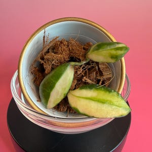 May include: A small Hoya plant cutting with variegated green and cream leaves resting in a white bowl with a gold rim. The plant is potted in brown coconut coir fiber. The bowl is placed on top of a clear glass dish and a black circular base.