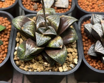 Haworthia cv “green wolf” hybrid from taiwan pic 2-3 for sale. pic 1 is my mother plant