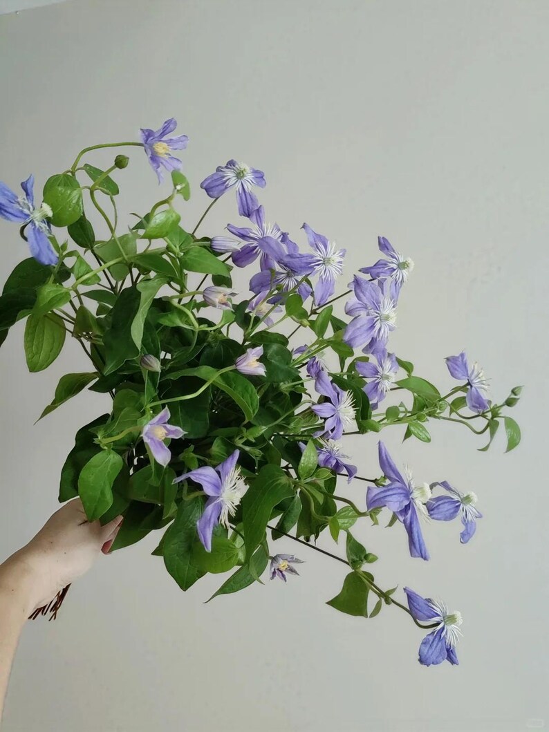 Star Clematis ‘arabella’ Live Plant| RHS AGM Award Winner｜deep Mauve ...