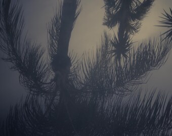 Palm Tree Silhouette Print, Moody Nature Photography