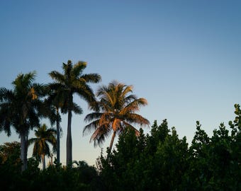 Palm Trees at Dusk Print, Fort Myers Florida Photography