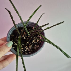 May include: A small potted plant with long, slender, dark green leaves that have a textured, cylindrical appearance. The plant is housed in a simple grey plastic container filled with dark potting soil containing small white perlite particles.
