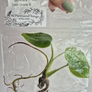 May include: A Monstera Devil Grade B plant cutting with two green leaves and visible roots, sealed inside a clear plastic bag. A white label on the bag displays the text Monstera 1809 Devil Grade B and ACPlantsandThings.etsy.com with a botanical illustration.