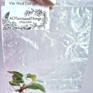 May include: A small green plant cutting with roots suspended in a clear gel inside a transparent plastic bag. A white label on the bag reads Philodendron Var Red Congo and ACPlantsandThings.etsy.com with a botanical leaf illustration.