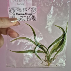 May include: A Philodendron Tortum plant cutting with long, slender green leaves and visible roots, packaged in a clear plastic bag. A white label on the bag displays the text Philodendron 226 Tortum and ACPlantsandThings.etsy.com with leaf illustrations.
