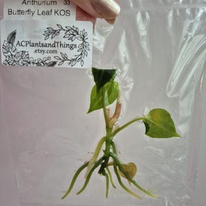 May include: An Anthurium Butterfly Leaf KOS plant cutting with green leaves and visible roots, sealed inside a clear plastic bag. A white label is attached to the top of the bag with the text Anthurium 33 Butterfly Leaf KOS and ACPlantsandThings.etsy.com.