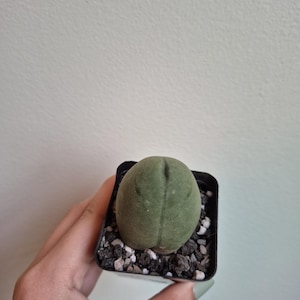 Peut inclure: Une petite plante succulente arrondie de couleur vert olive avec une texture de surface lisse et fendue. La plante est en pot dans un contenant carré en plastique noir rempli d'un mélange de roche volcanique sombre et de perlite blanche.