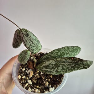 May include: A Hoya plant in a clear plastic pot filled with soil and perlite. The plant features elongated, pointed leaves with a variegated pattern of dark green and silvery-grey speckles. A thin, bare vine extends upwards from the main stem.