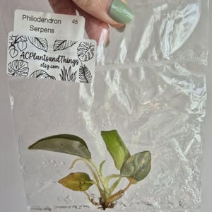 Peut inclure: Une bouture de plante Philodendron Serpens avec des feuilles vertes et des racines visibles, scellée dans un sac en plastique transparent. Une étiquette blanche est fixée en haut du sac avec le texte Philodendron Serpens 45 et ACplantsandThings.etsy.com.