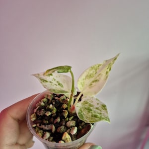 May include: A small potted plant with three variegated leaves featuring white and light green speckled patterns. The plant is rooted in a clear plastic cup filled with a dark, coarse potting medium consisting of small stones and soil.