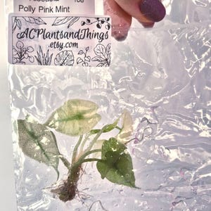 Peut inclure: Une petite plante Alocasia Polly Pink Mint aux feuilles panachées vertes et blanches dans un sac en plastique transparent. Une étiquette blanche en haut indique Alocasia 108 Polly Pink Mint et ACPlantsandThings.etsy.com avec des illustrations botaniques.