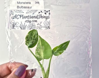 Rare Variegated Monstera Bulbasaur Tissue Culture Plant, Aroid Grower's Choice