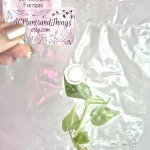 May include: A Philodendron Verrucosum Fantasy plant cutting with green heart-shaped leaves inside a clear plastic bag. A white label attached to the bag features the text Philodendron 254 Verrucosum Fantasy and ACPlantsandThings.etsy.com.