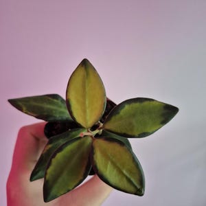 May include: A small Hoya plant featuring variegated leaves with a golden-yellow centre and a dark green margin. The foliage is arranged in a star-like pattern, showcasing smooth, pointed, and succulent-like leaves that display a distinct colour contrast.