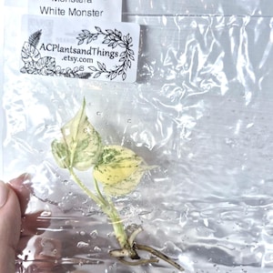 May include: A Monstera White Monster plant cutting with variegated green and white leaves and visible roots, sealed inside a clear plastic bag. A white label on the bag displays the text Monstera 53 White Monster and ACPlantsandThings.etsy.com.