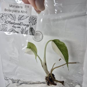 May include: A Monstera Borsigiana Albo plant cutting with two variegated green and white leaves and visible roots, sealed inside a clear plastic bag. A white label attached to the bag displays the text Monstera 219 Borsigiana Albo ACPlantsandThings.etsy.com.