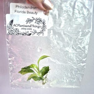 May include: A small Philodendron Florida Beauty plant cutting inside a clear, crinkled plastic bag. A white rectangular label is attached to the top of the bag, featuring the text Philodendron Florida Beauty and ACPlantsandThings.etsy.com.