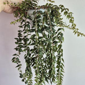 Peut inclure: Une plante d'intérieur retombante avec de longues tiges en cascade couvertes de petites feuilles pointues vert foncé, marquées de fines rayures vert clair. La plante est dans un pot en plastique blanc simple, avec des tiges denses et feuillues.