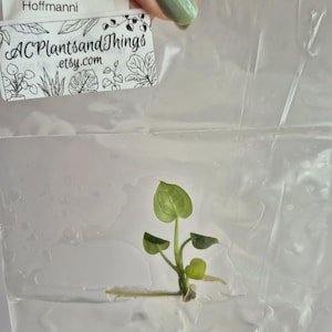 May include: A small Anthurium Hoffmanni plant cutting with several green leaves and a visible root, sealed inside a clear plastic bag. A white label attached to the bag displays the text Anthurium Hoffmanni 91 and ACPlantsandThings.etsy.com.