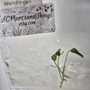 May include: A small Anthurium Wendlingeri plant cutting inside a clear plastic bag. A white label is attached to the bag with the text Anthurium Wendlingeri and ACPlantsandThings.etsy.com, featuring black line drawings of various plant leaves.