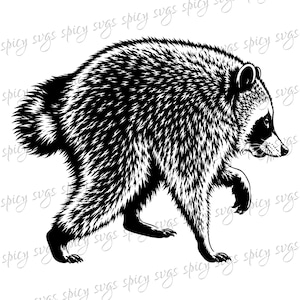 Puede incluir: Una ilustración gráfica en blanco y negro de un mapache caminando de perfil. El diseño presenta una textura de pelaje detallada, la máscara facial característica del animal y una cola rayada. El texto spicy svgs se repite en el fondo.