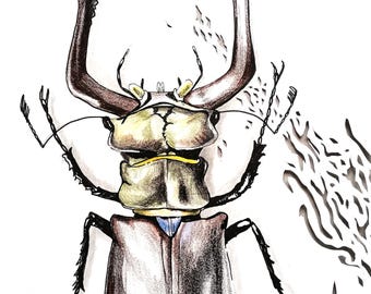 Drawing of a stag beetle (xylophagous insect) - A4 format - cut-out