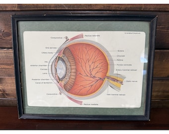 Vintage Medical Anatomical Eye Print Mid-Century Framed 9.5" x 12.5"