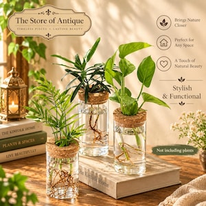 May include: Three clear cylindrical glass propagation vases with cork lids, each containing water and plant roots. The text "The Store of Antique" appears at the top, with "Not including plants" printed near the bottom right.
