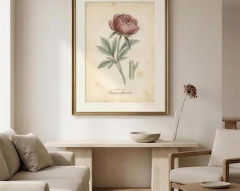 Stampa botanica antica con peonia, piatto vintage con peonia, decorazione murale floreale rosa in stile cottagecore (download digitale)