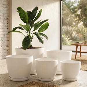May include: A collection of five smooth, matte white cylindrical plant pots of varying sizes, each paired with a matching circular saucer. One large pot contains a tall, vibrant green bird of paradise plant with broad, elongated leaves.