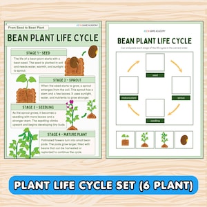 以下が含まれることがあります： ASEN GAME ACADEMYによる「BEAN PLANT LIFE CYCLE」と題された2枚の教育用ワークシート。左側のシートには、テキストとイラストで4つの成長段階が詳しく説明されています。右側のシートには、空のボックスと植物のアイコンを使った切り貼りアクティビティがあります。