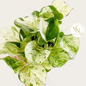 Manjula Pothos in 4" & 6" Nursery Pot