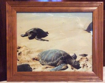 Vintage Sea Turtles on the Beach Photograph
